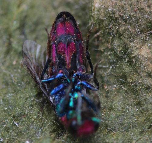 Réf. 354 264 : Chrysura cuprea